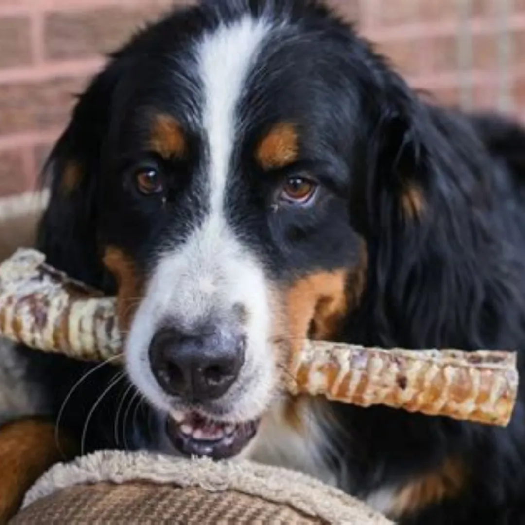 Beef Trachea Dog Training Treats - Single Ingredient